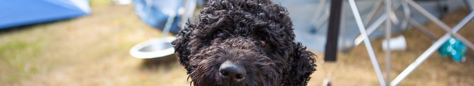 Vakantie met hond in Noord-Brabant