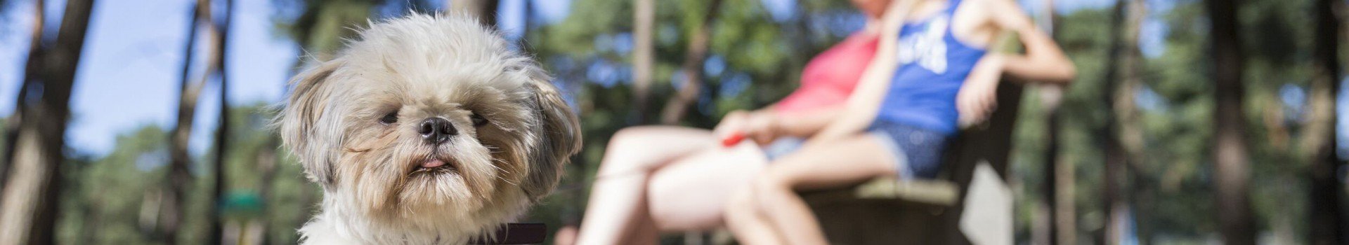 Vakantie in Arnhem met hond