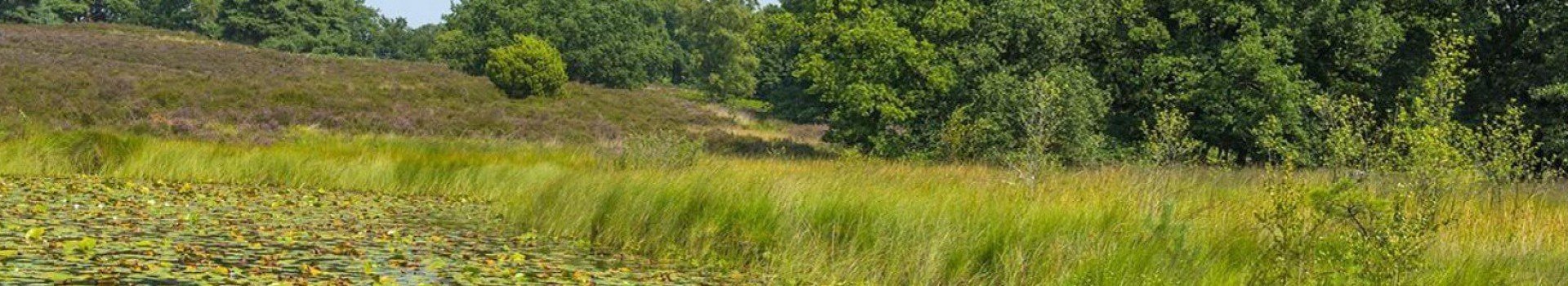 Vakantiepark dicht bij natuurgebieden