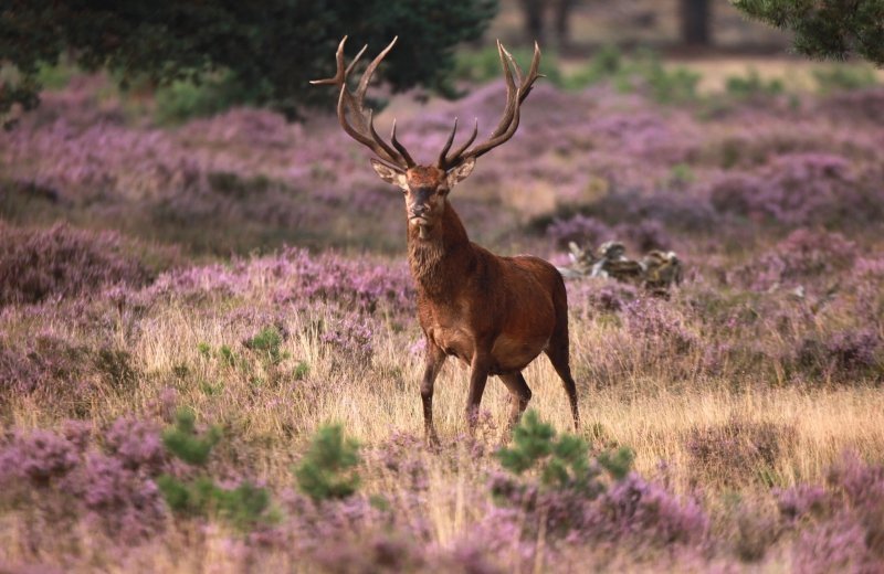De Hoge Veluwe