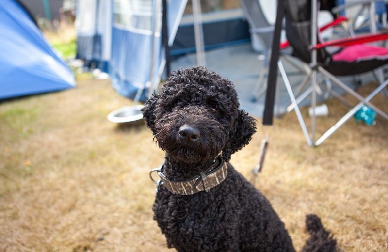 Vakantie in België met hond