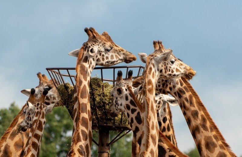 Safaripark beekse bergen