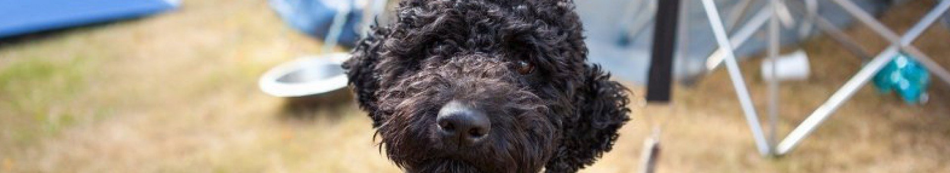 Op vakantie in Limburg met hond